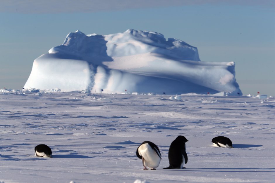 Арктика Антарктика Антарктида