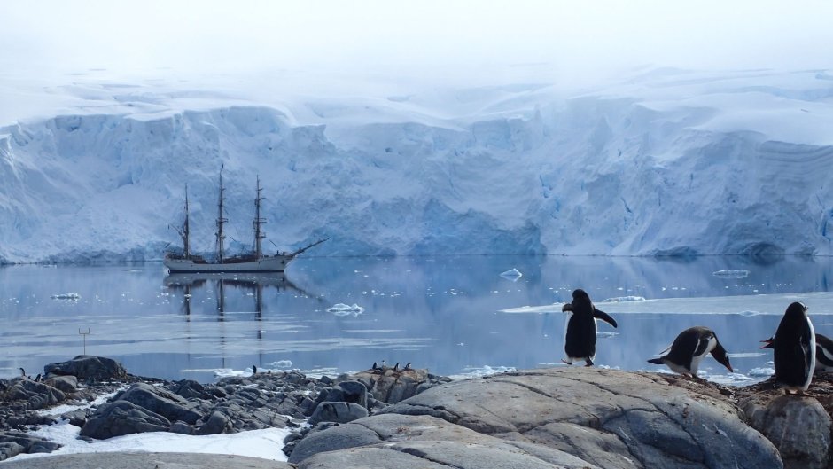 Бухта китовая Антарктика