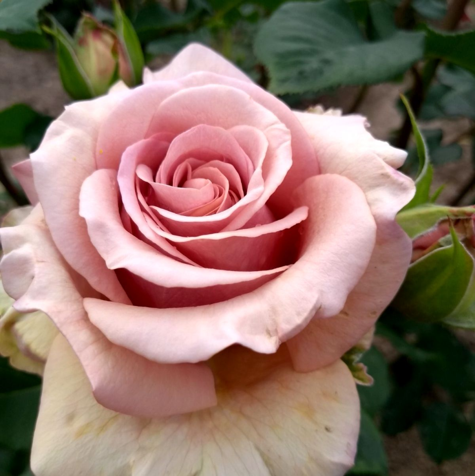Роза флорибунда Мокароза (Mokarosa)
