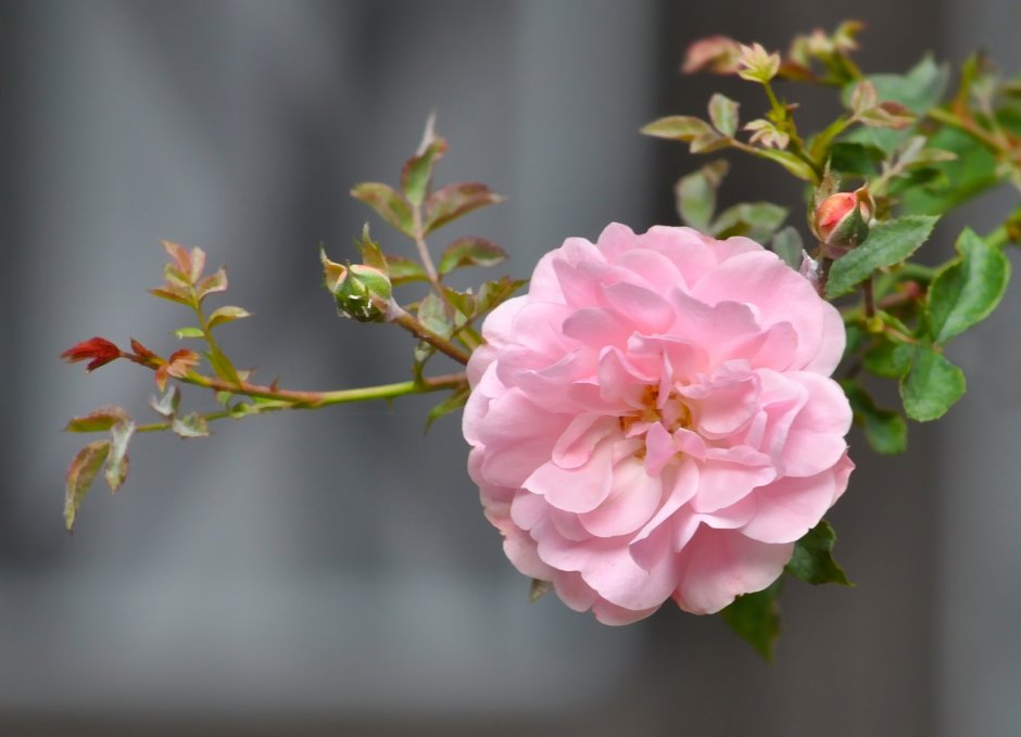Роза мархенланд