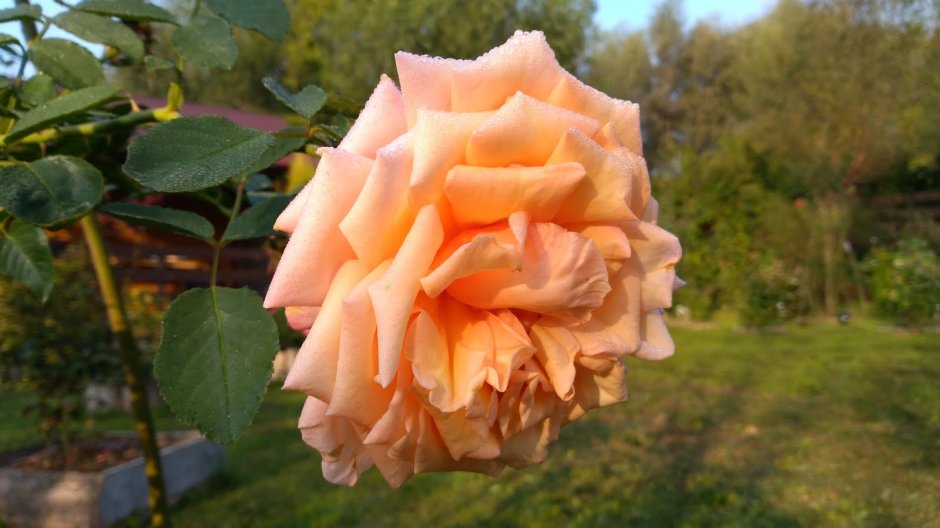Роза Барок персиковая