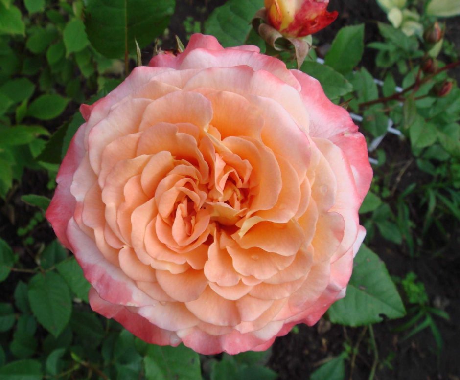 Роза ашрам (флорибунда)