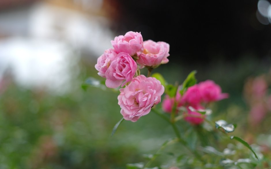 Кустовая роза в природе