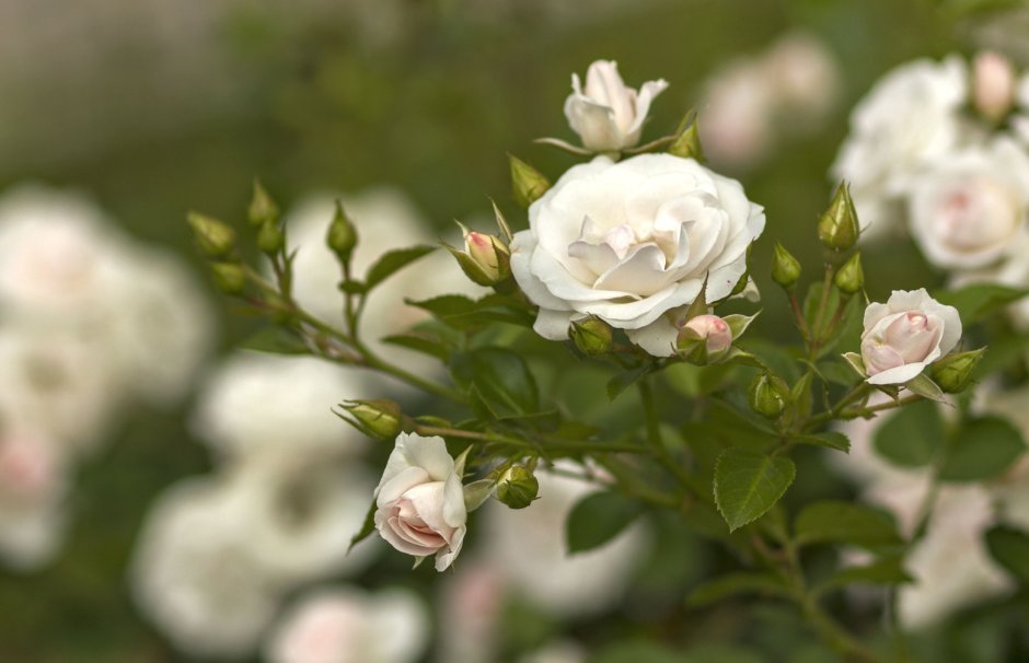 Роза белая кустовая Садовая