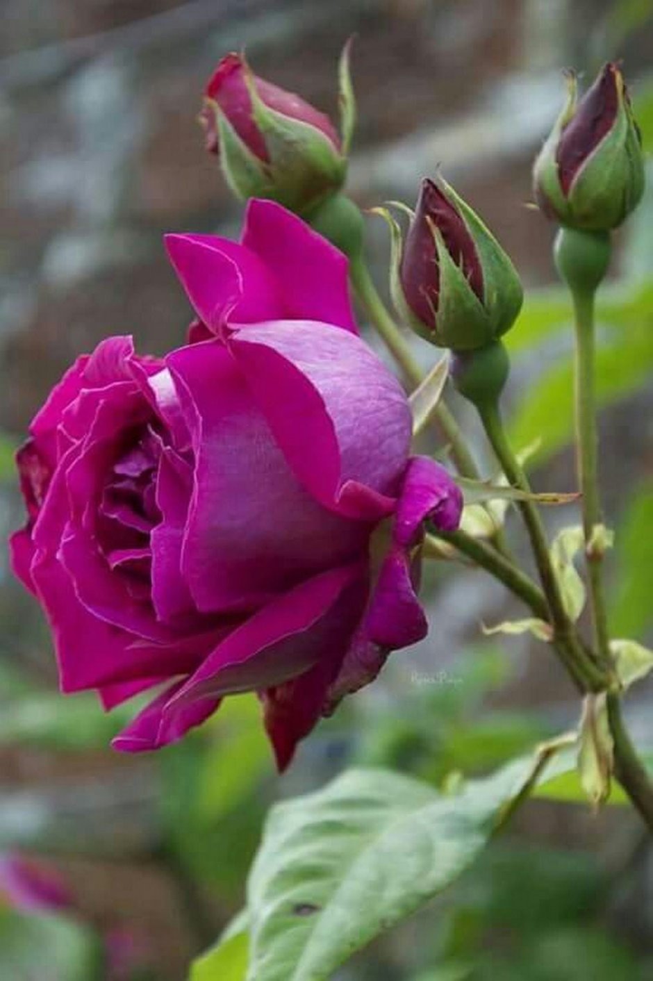 Роза экзотика чайно-гибридная