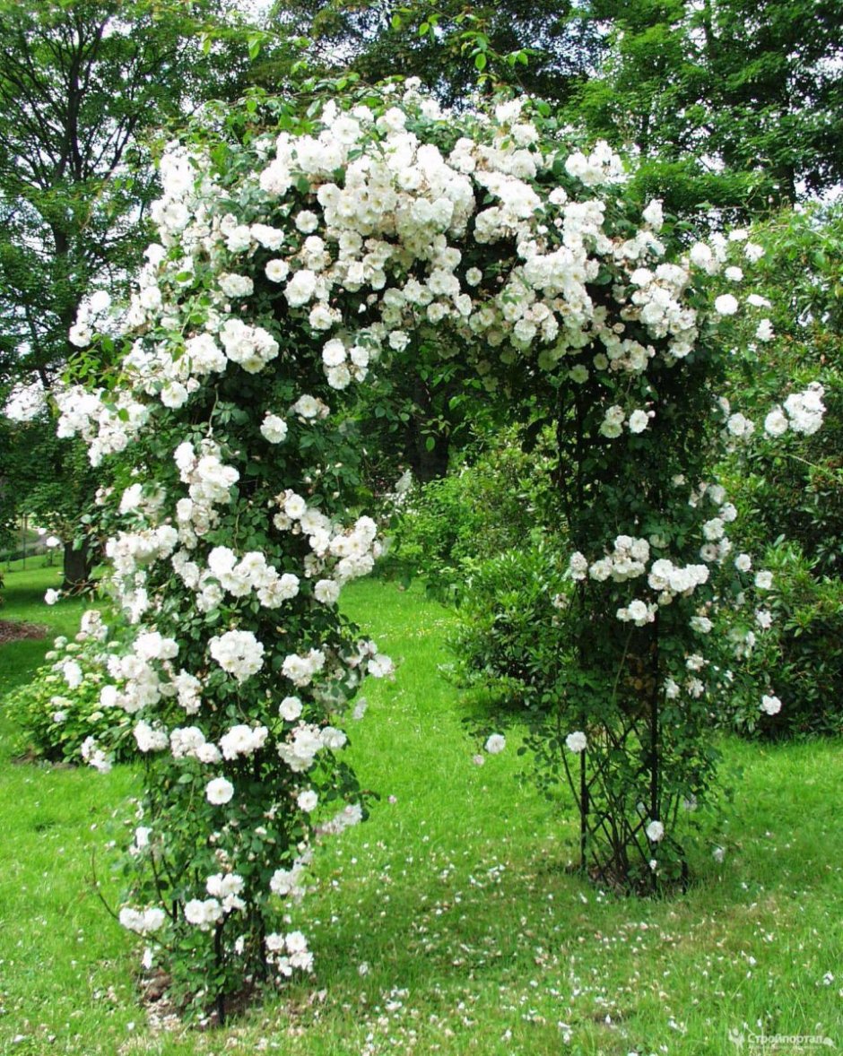 Роза белый Каскад плетистая
