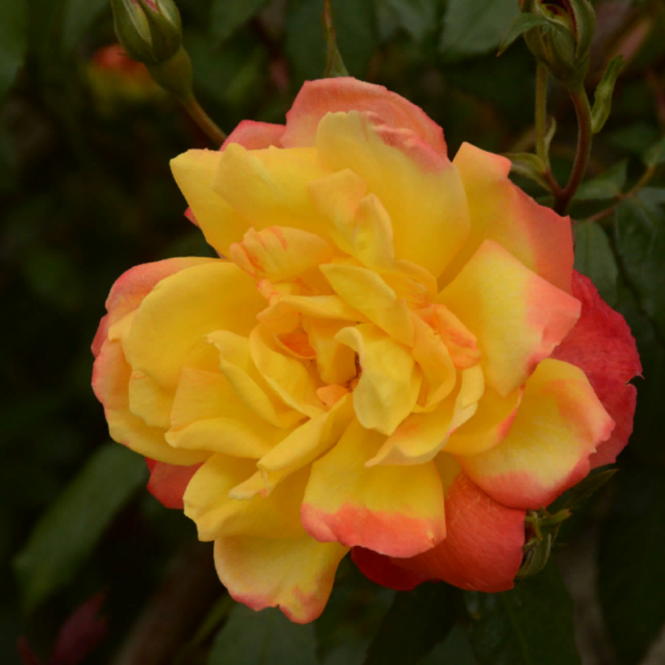 Роза плетистая желто-красная "полька бабочка"