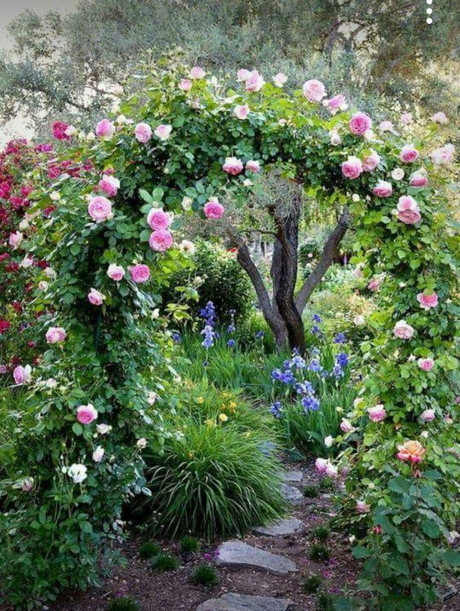 Плетистая роза на арке