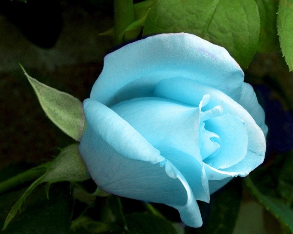 Роза Осирия голубая