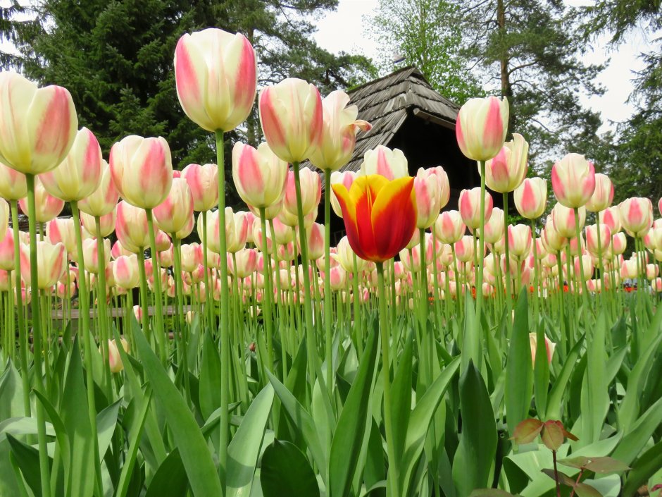 Тюльпан многоцветковый Торонто