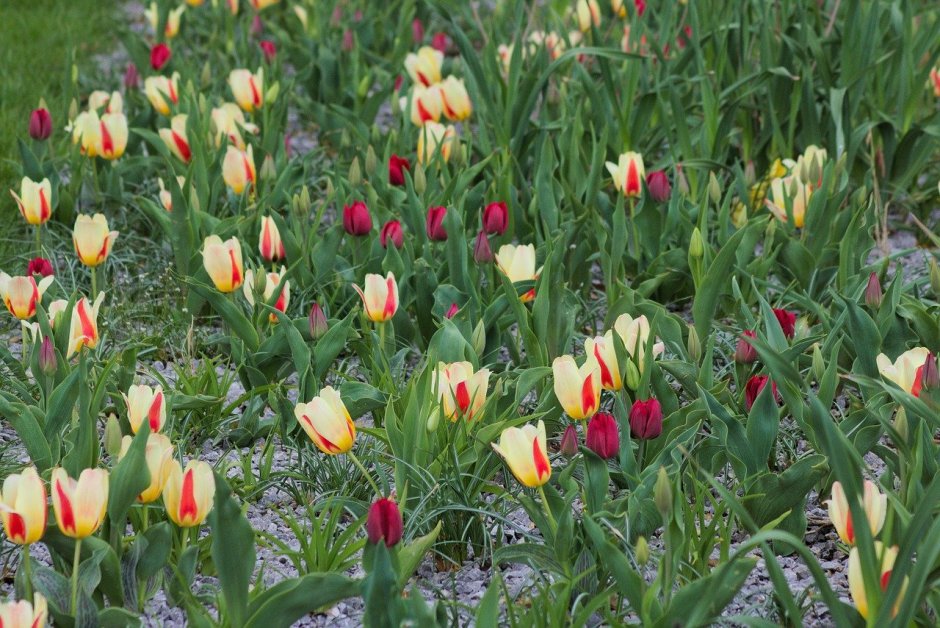 Дикий тюльпан (Tulipa)