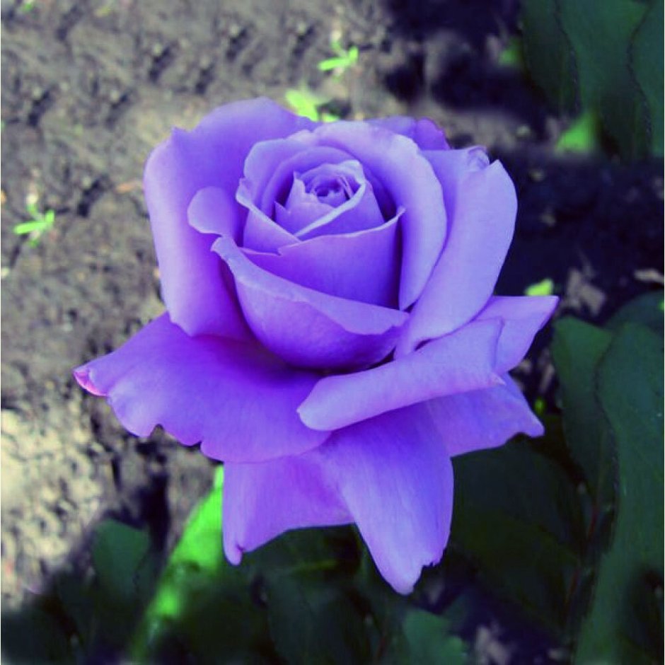 Чайно-гибридной розы голубой ни