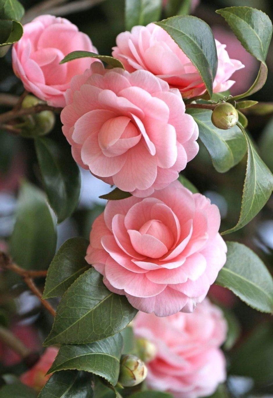 Камелия Camellia japonica
