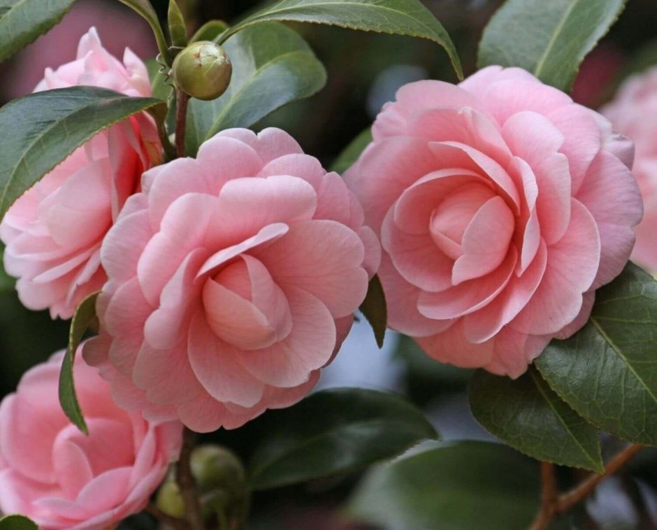 Camellia japonica "Portuense"
