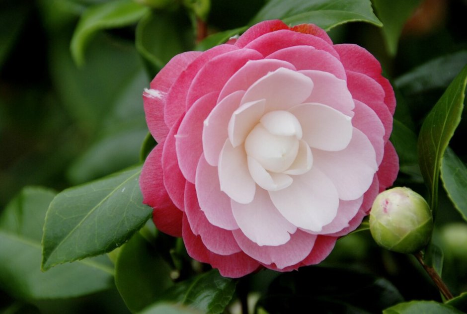 Камелия Camellia japonica