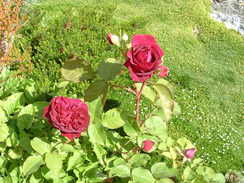 Роза английская Манстед Вуд
