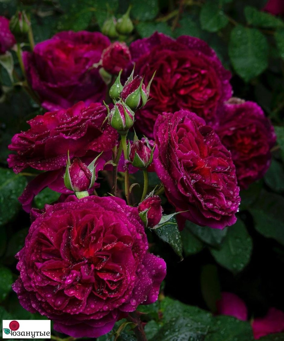 Тнмно Малинова роза ближе к черному