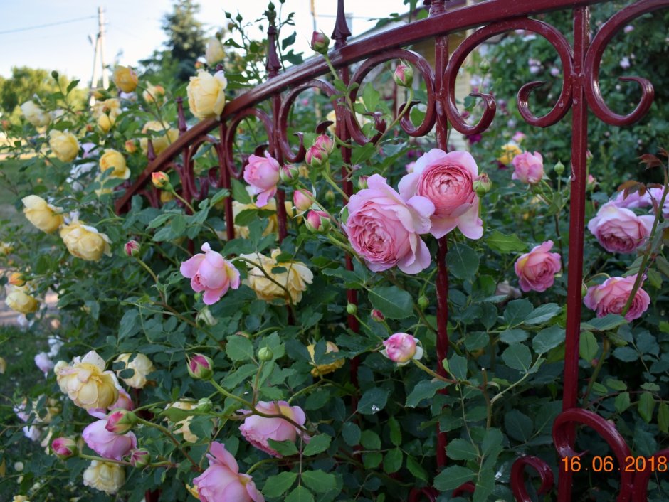 Роза Парковая Джубили