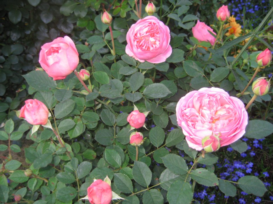 Роза английская Боскобель