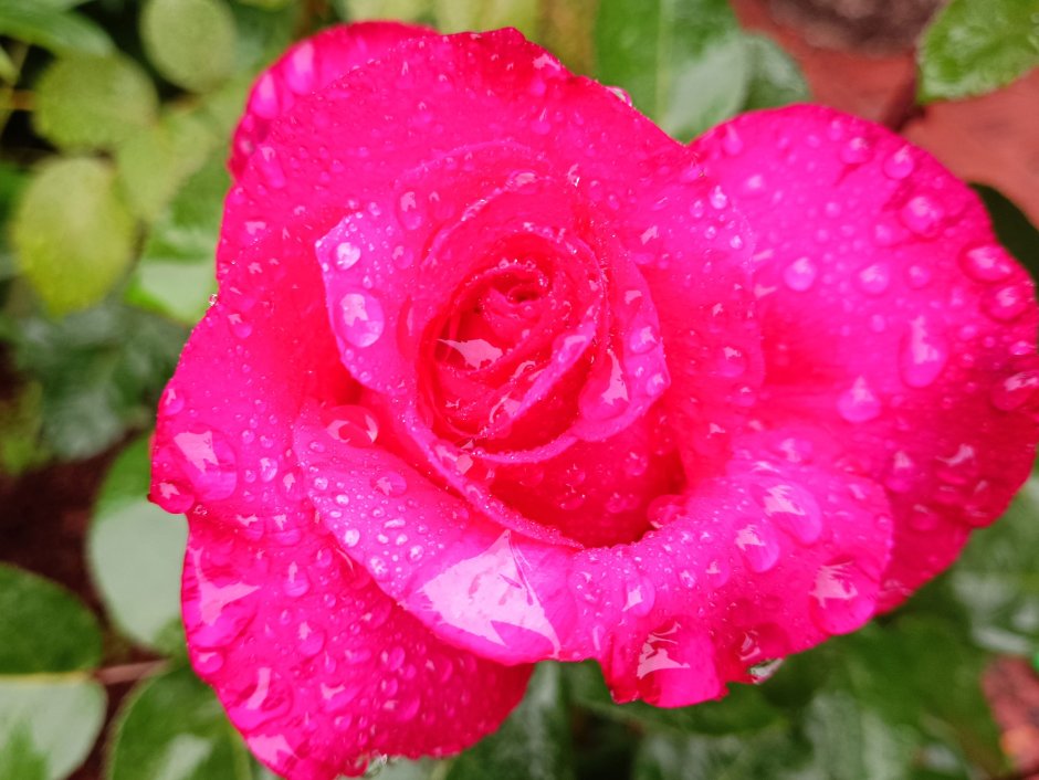 Питомник Вдохновение роза Майрас Вайт