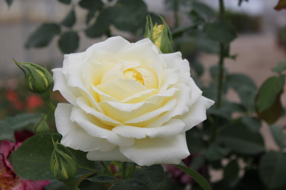 Роза чайно-гибридная Шопен