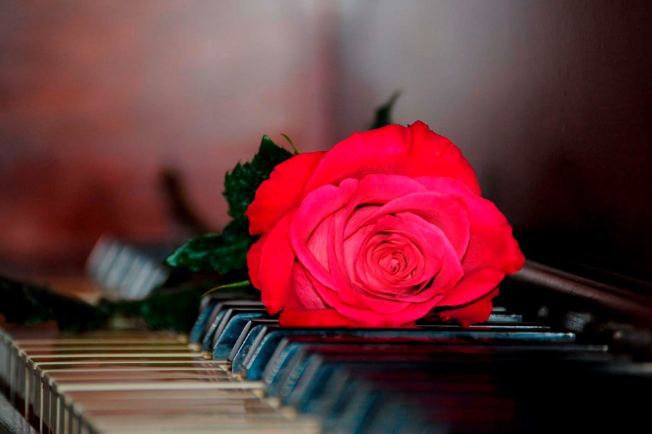 Розы на фортепиано
