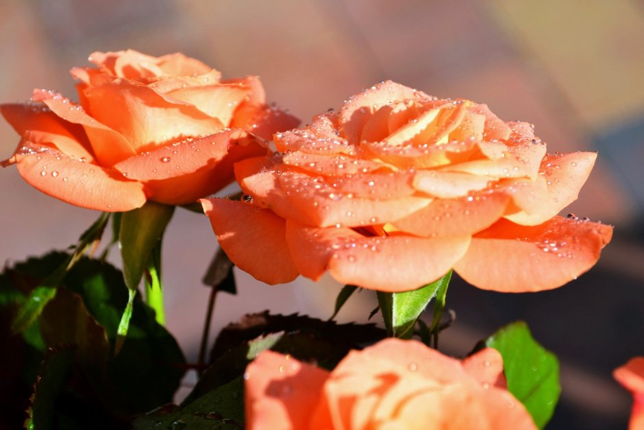 Розы оранжевые персиковые сорта