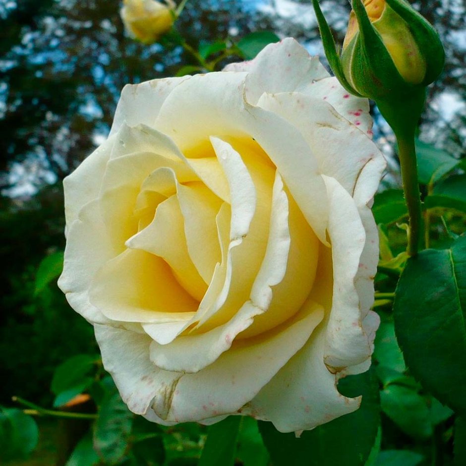 Роза чайно гибридная белая Шопен