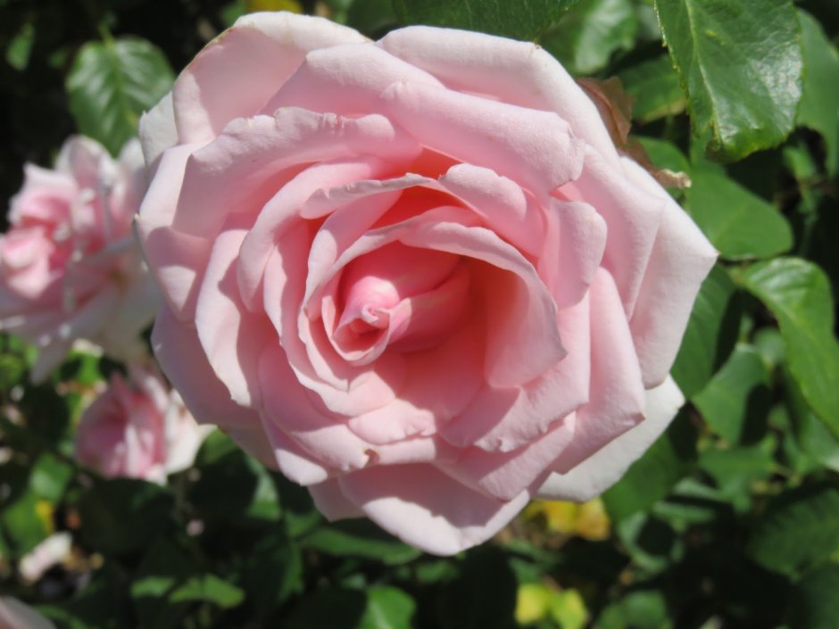 Роза чайно-гибридная джакаранда