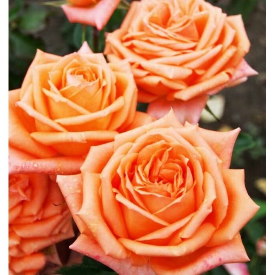 Роза чайно-гибридная Эльдорадо