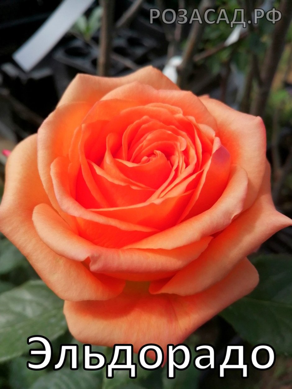 Роза чайно-гибридная 'Eldorado'