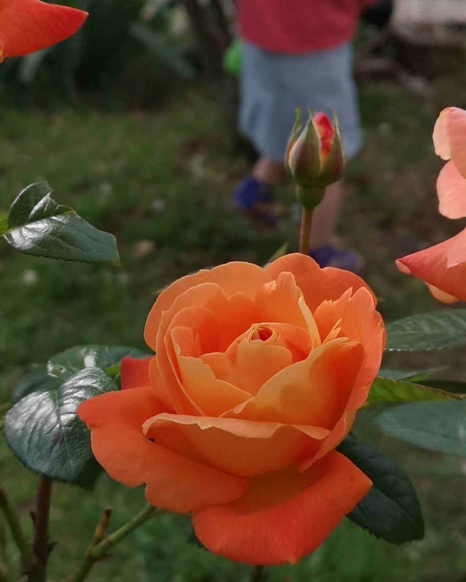 Роза чайно-гибридная Луи де Фюнес оранжевая