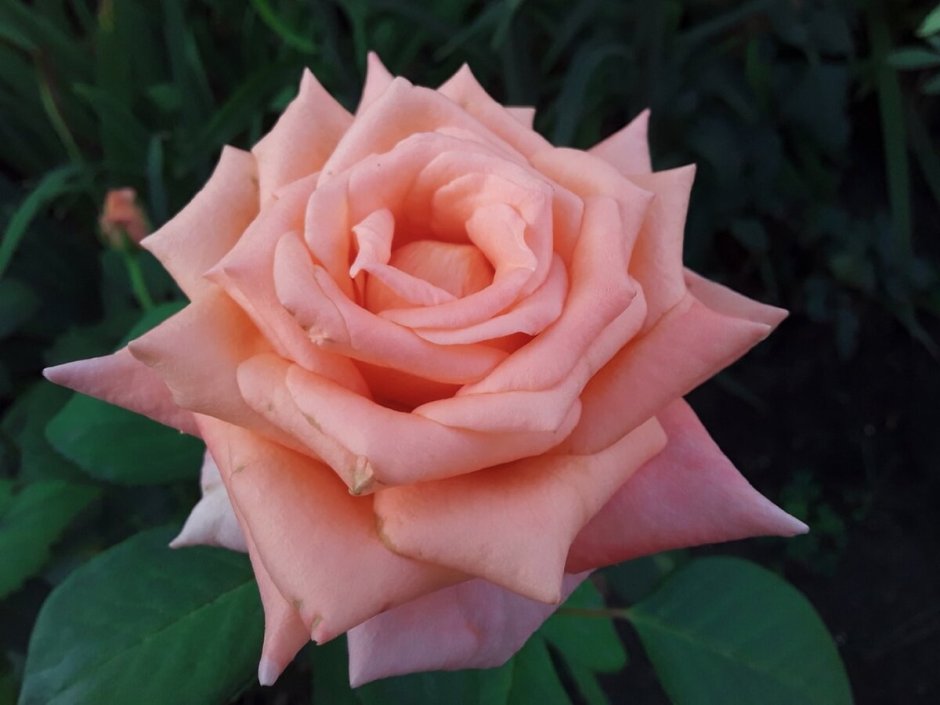 Роза гейша чайно-гибридная