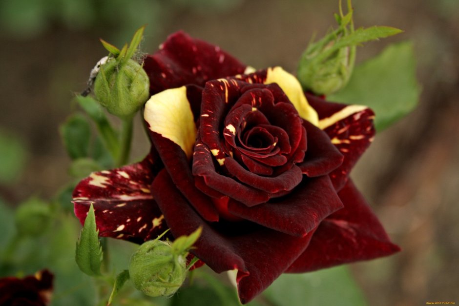 Роза бордовая чайно гибридная