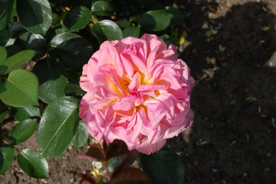 Rosa (роза) Wild Edric