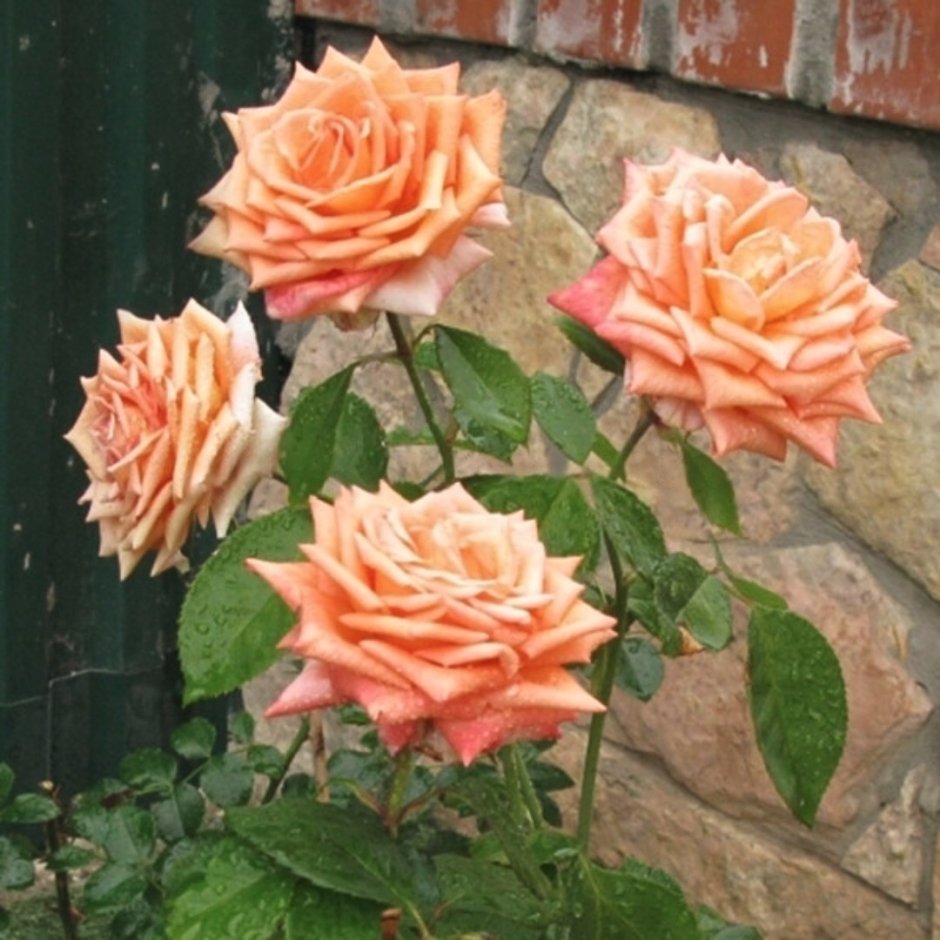 Роза чайно-гибридная лолипоп