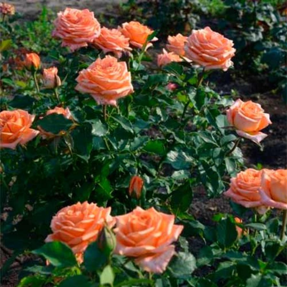Сорт розы Эльдорадо