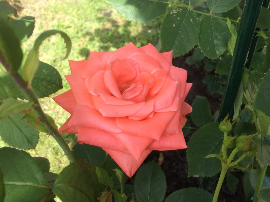 Роза сорт лолипоп
