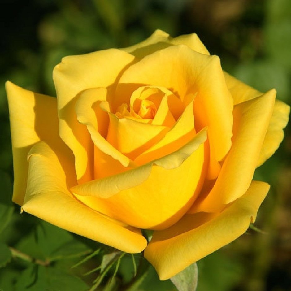 Роза Мохана желтая чайно-гибридная