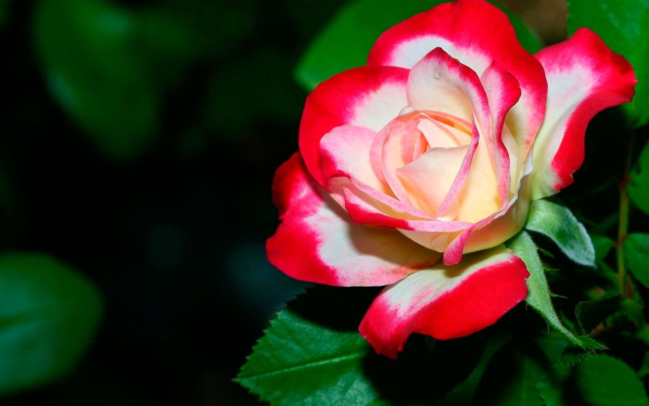 Роза флорибунда красно белая