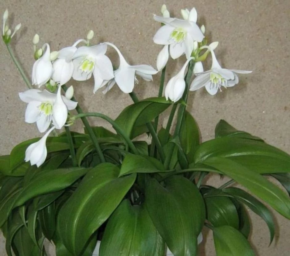 Эухарис grandiflora