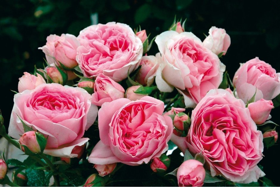 Французские розы Гийо