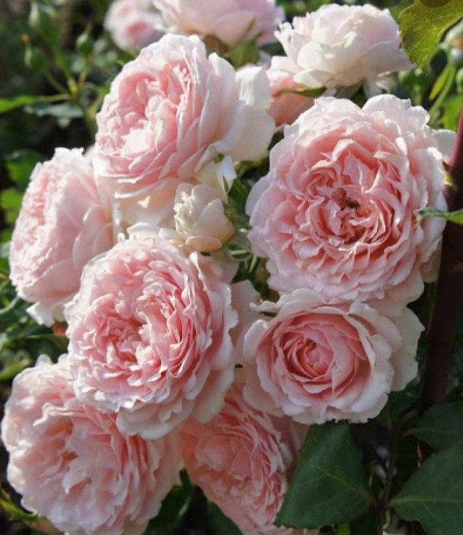 Розы Гийо массад