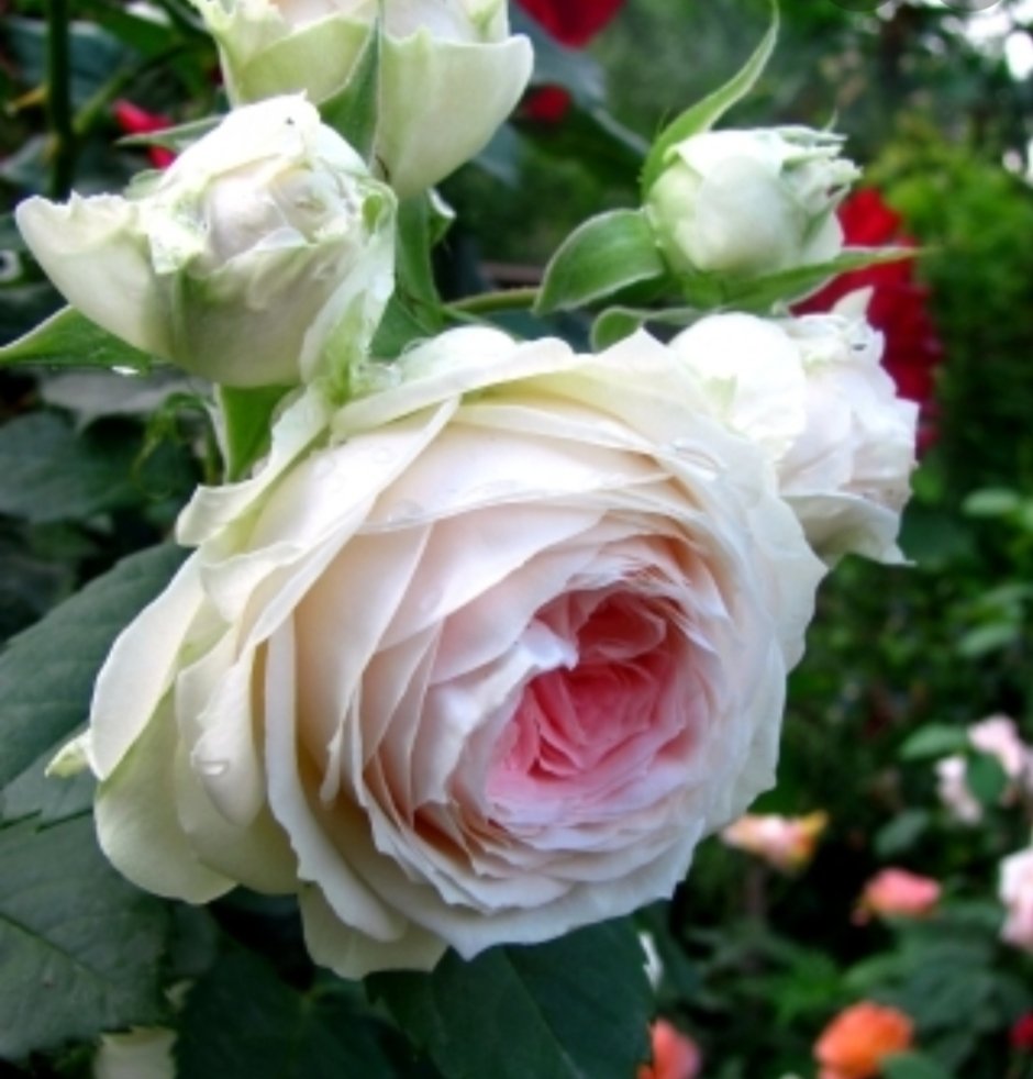 Роза флорибунда пашмина