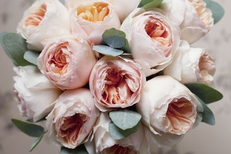 Белая пионовидная роза Дэвид Остин