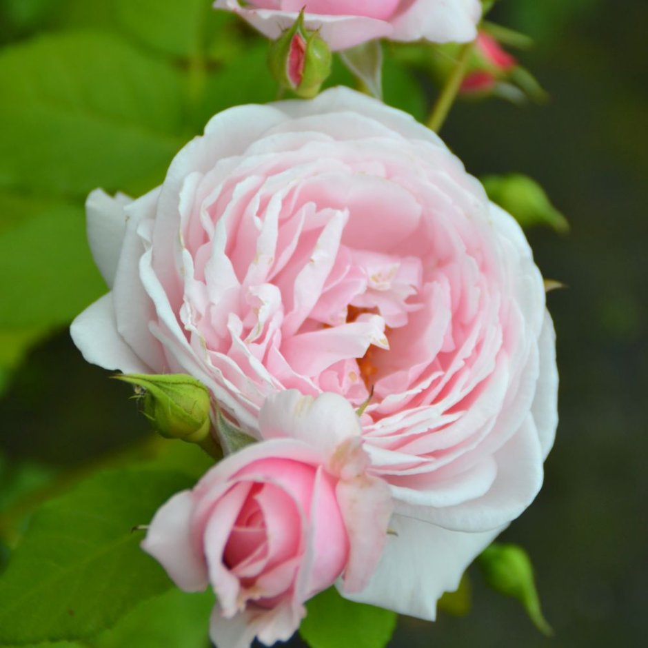 Роза Парковая бутон де роз