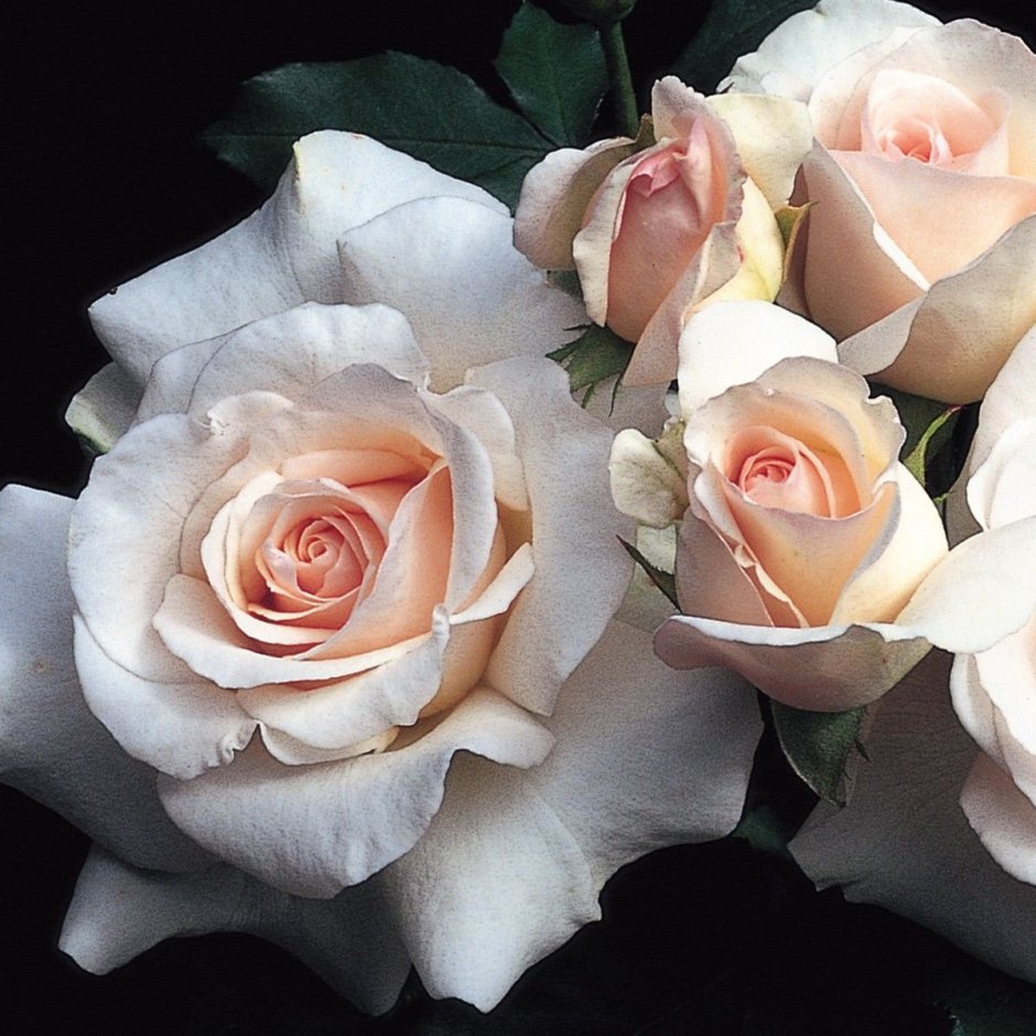 Белые французские розы