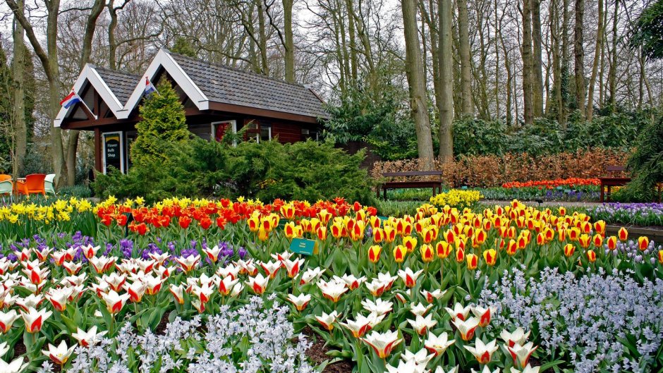 Цветы голландии