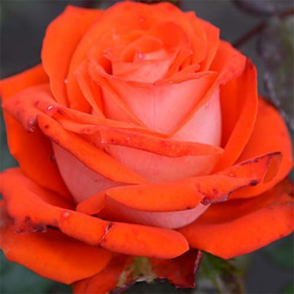 Роза верано