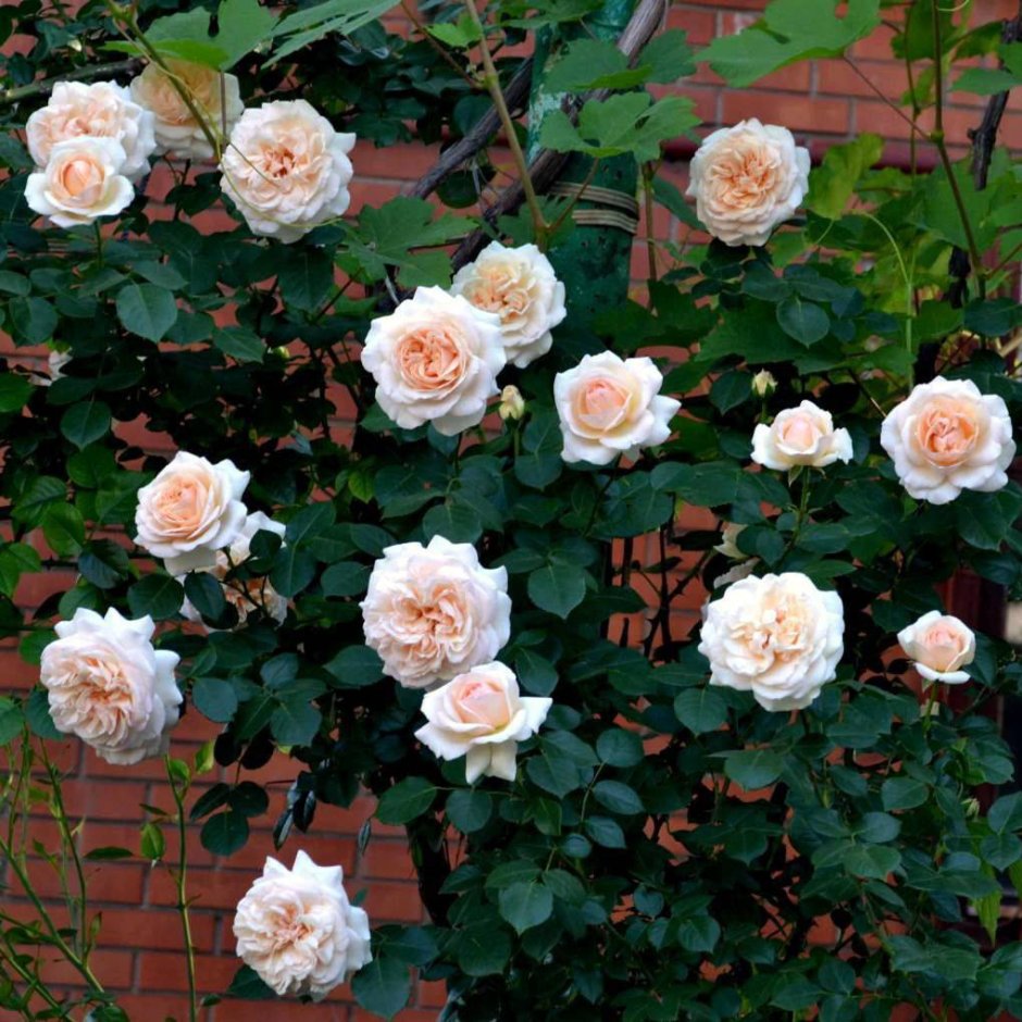 Пенилейн роза